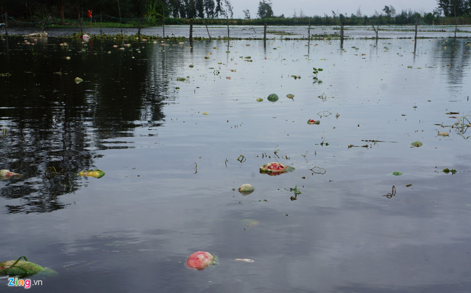 Dân vớt dưa hấu cho bò ăn sau mưa bão