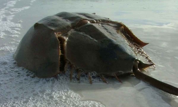 Ngộ độc chết người chỉ vì nhầm lẫn so biển với sam biển: Cách phân biệt chuẩn xác theo hướng dẫn của chuyên gia