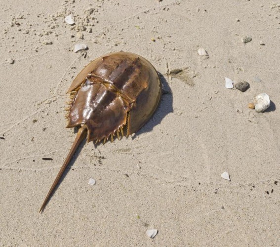 Ngộ độc chết người chỉ vì nhầm lẫn so biển với sam biển: Cách phân biệt chuẩn xác theo hướng dẫn của chuyên gia