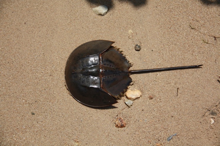 Ngộ độc chết người chỉ vì nhầm lẫn so biển với sam biển: Cách phân biệt chuẩn xác theo hướng dẫn của chuyên gia