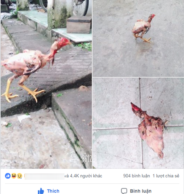 Nàng dâu đánh vật làm thịt gà, lông thì sạch nhưng vẫn chạy quanh sân khiến chị em sửng sốt