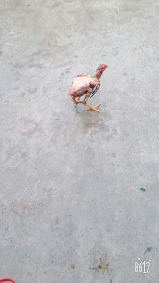 Nàng dâu đánh vật làm thịt gà, lông thì sạch nhưng vẫn chạy quanh sân khiến chị em sửng sốt