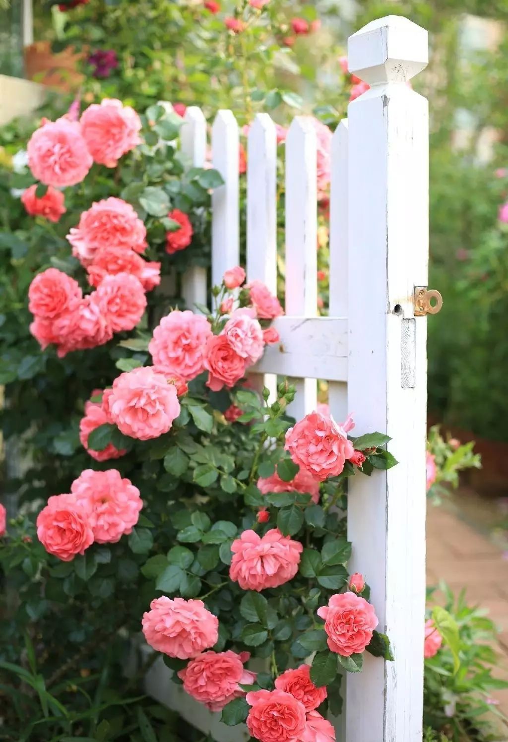 Ngôi nhà tràn ngập sắc hoa hồng ở thị trấn nhỏ của cô gái dành cả thanh xuân chỉ để trồng hoa làm đẹp nhà