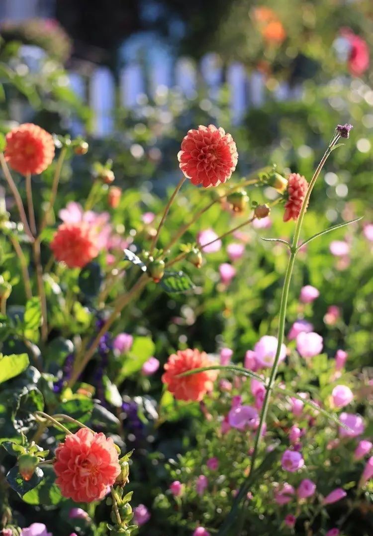 Ngôi nhà tràn ngập sắc hoa hồng ở thị trấn nhỏ của cô gái dành cả thanh xuân chỉ để trồng hoa làm đẹp nhà