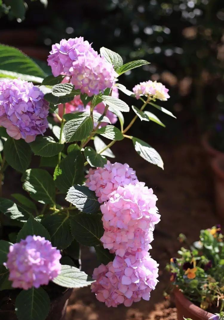 Ngôi nhà tràn ngập sắc hoa hồng ở thị trấn nhỏ của cô gái dành cả thanh xuân chỉ để trồng hoa làm đẹp nhà