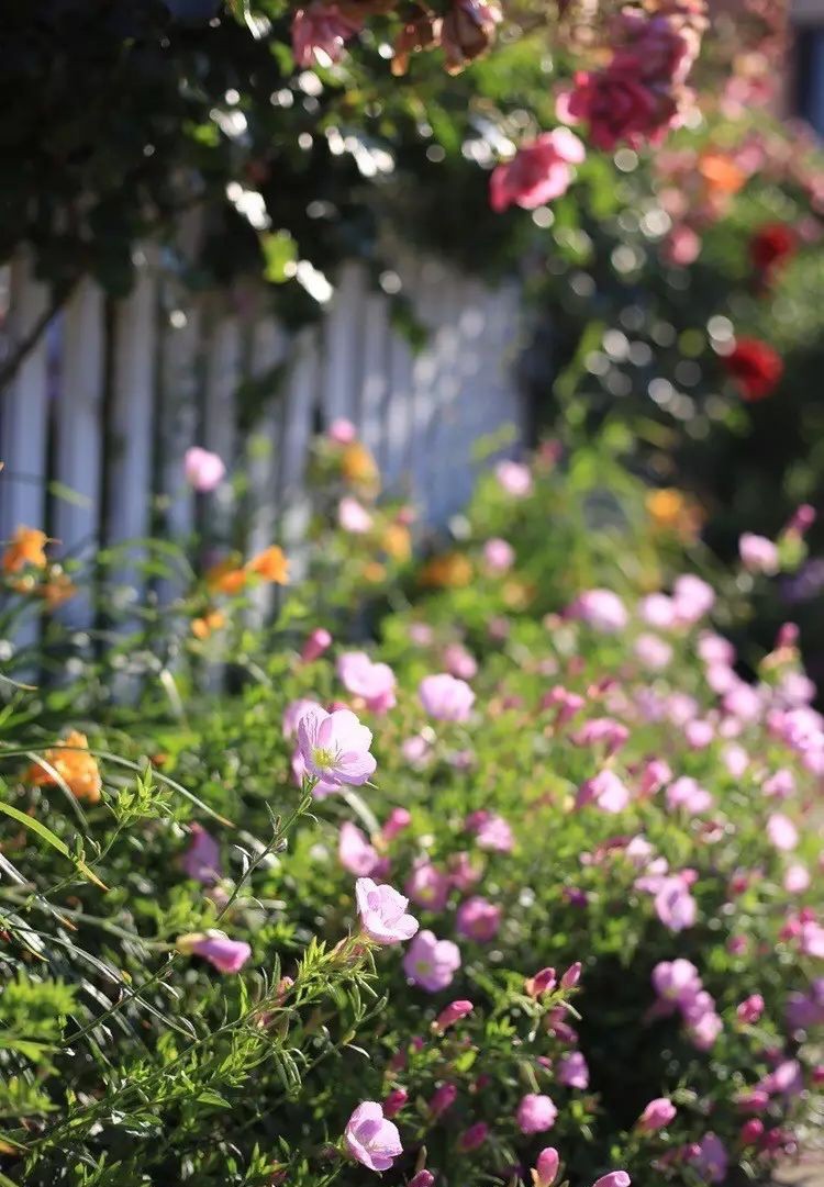 Ngôi nhà tràn ngập sắc hoa hồng ở thị trấn nhỏ của cô gái dành cả thanh xuân chỉ để trồng hoa làm đẹp nhà