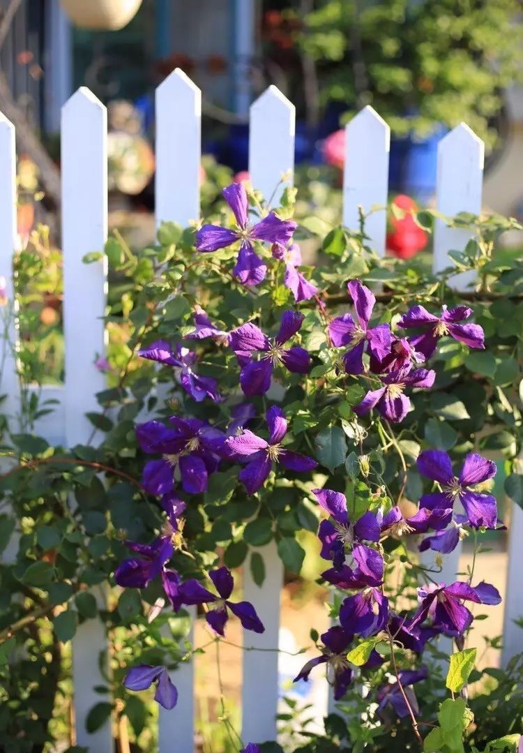 Ngôi nhà tràn ngập sắc hoa hồng ở thị trấn nhỏ của cô gái dành cả thanh xuân chỉ để trồng hoa làm đẹp nhà