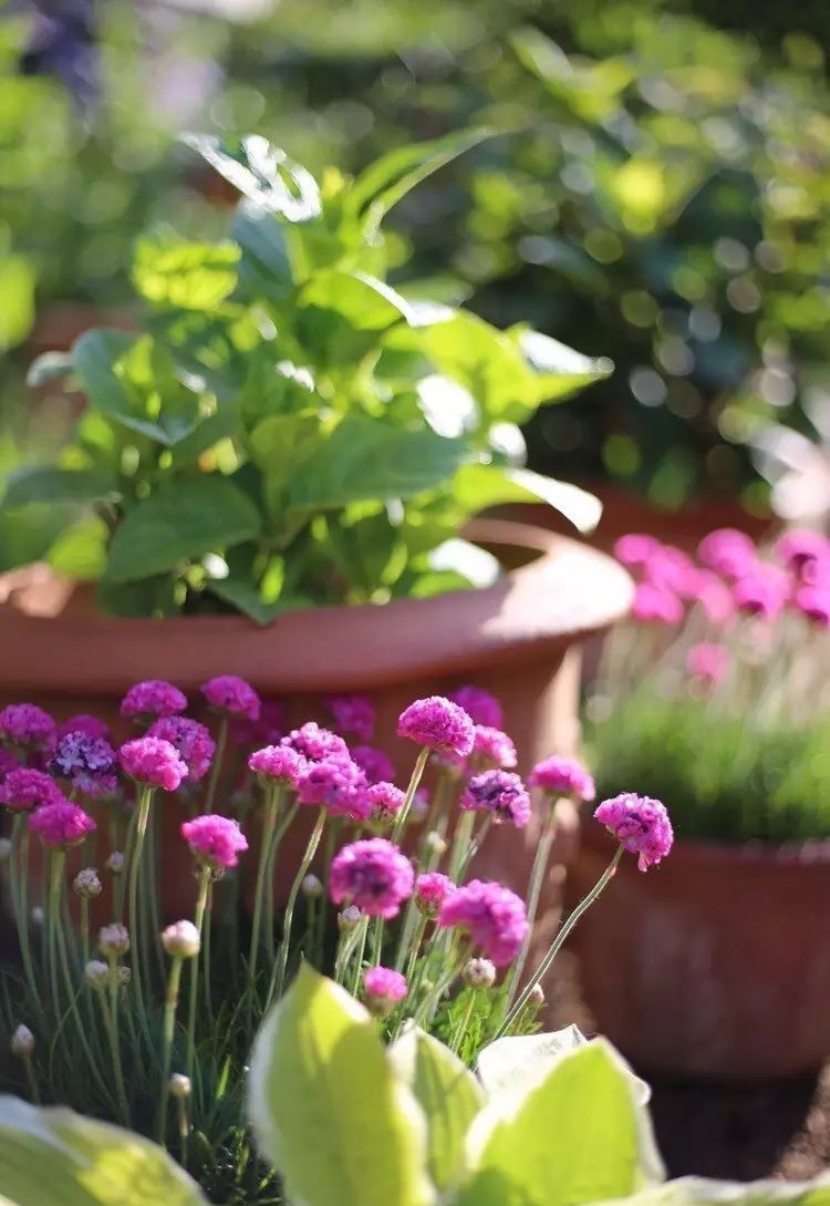 Ngôi nhà tràn ngập sắc hoa hồng ở thị trấn nhỏ của cô gái dành cả thanh xuân chỉ để trồng hoa làm đẹp nhà