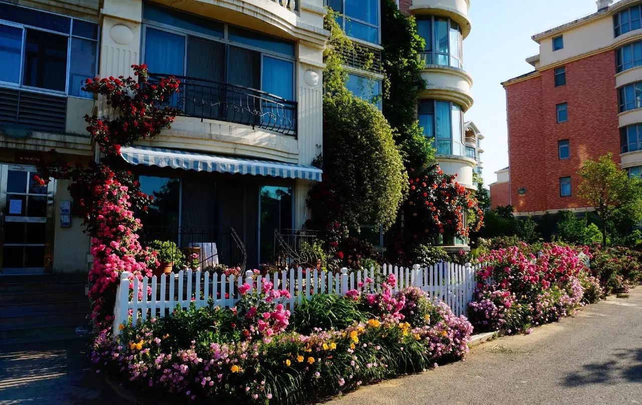 Ngôi nhà tràn ngập sắc hoa hồng ở thị trấn nhỏ của cô gái dành cả thanh xuân chỉ để trồng hoa làm đẹp nhà