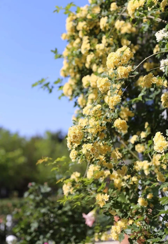 Ngôi nhà tràn ngập sắc hoa hồng ở thị trấn nhỏ của cô gái dành cả thanh xuân chỉ để trồng hoa làm đẹp nhà