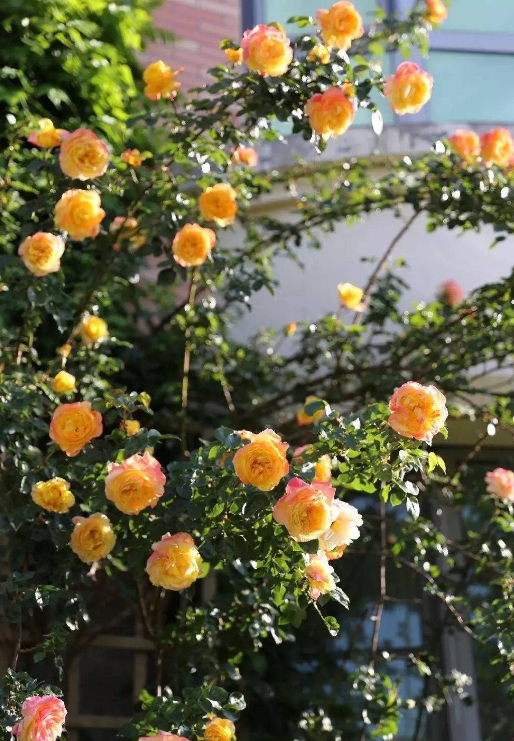 Ngôi nhà tràn ngập sắc hoa hồng ở thị trấn nhỏ của cô gái dành cả thanh xuân chỉ để trồng hoa làm đẹp nhà