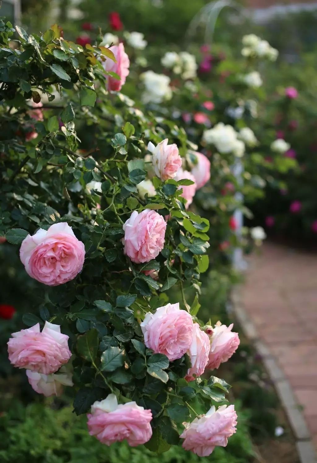 Ngôi nhà tràn ngập sắc hoa hồng ở thị trấn nhỏ của cô gái dành cả thanh xuân chỉ để trồng hoa làm đẹp nhà