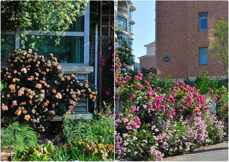 Ngôi nhà tràn ngập sắc hoa hồng ở thị trấn nhỏ của cô gái dành cả thanh xuân chỉ để trồng hoa làm đẹp nhà