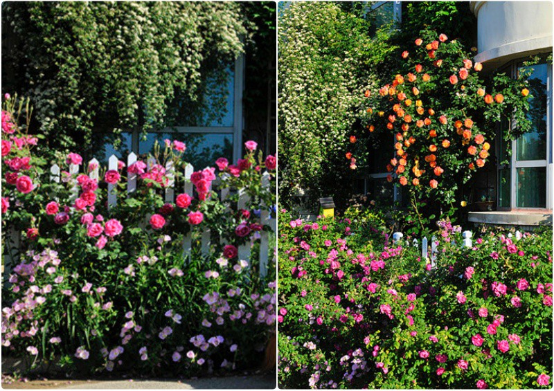 Ngôi nhà tràn ngập sắc hoa hồng ở thị trấn nhỏ của cô gái dành cả thanh xuân chỉ để trồng hoa làm đẹp nhà