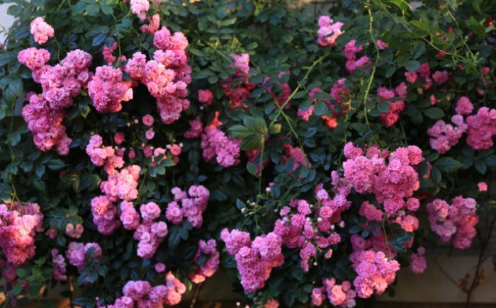 Ngôi nhà tràn ngập sắc hoa hồng ở thị trấn nhỏ của cô gái dành cả thanh xuân chỉ để trồng hoa làm đẹp nhà