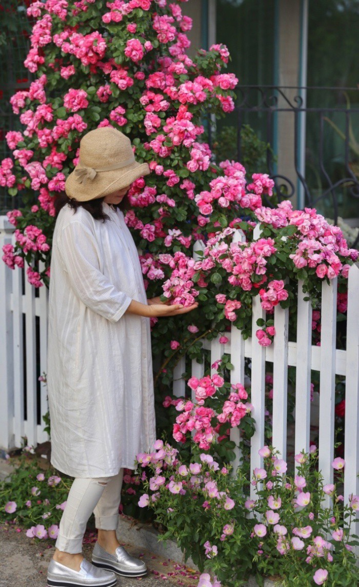 Ngôi nhà tràn ngập sắc hoa hồng ở thị trấn nhỏ của cô gái dành cả thanh xuân chỉ để trồng hoa làm đẹp nhà