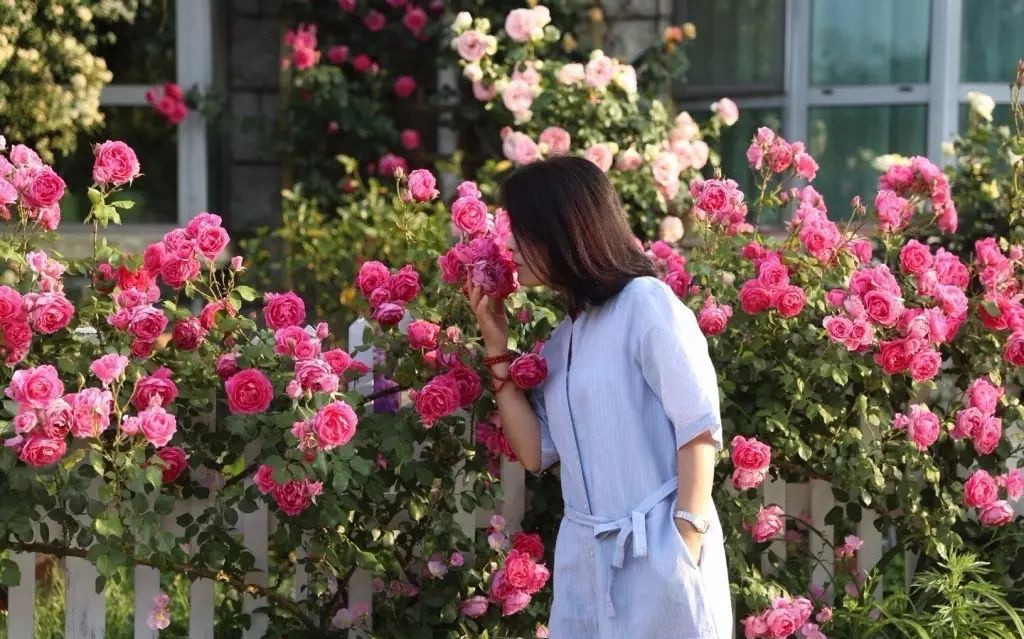 Ngôi nhà tràn ngập sắc hoa hồng ở thị trấn nhỏ của cô gái dành cả thanh xuân chỉ để trồng hoa làm đẹp nhà