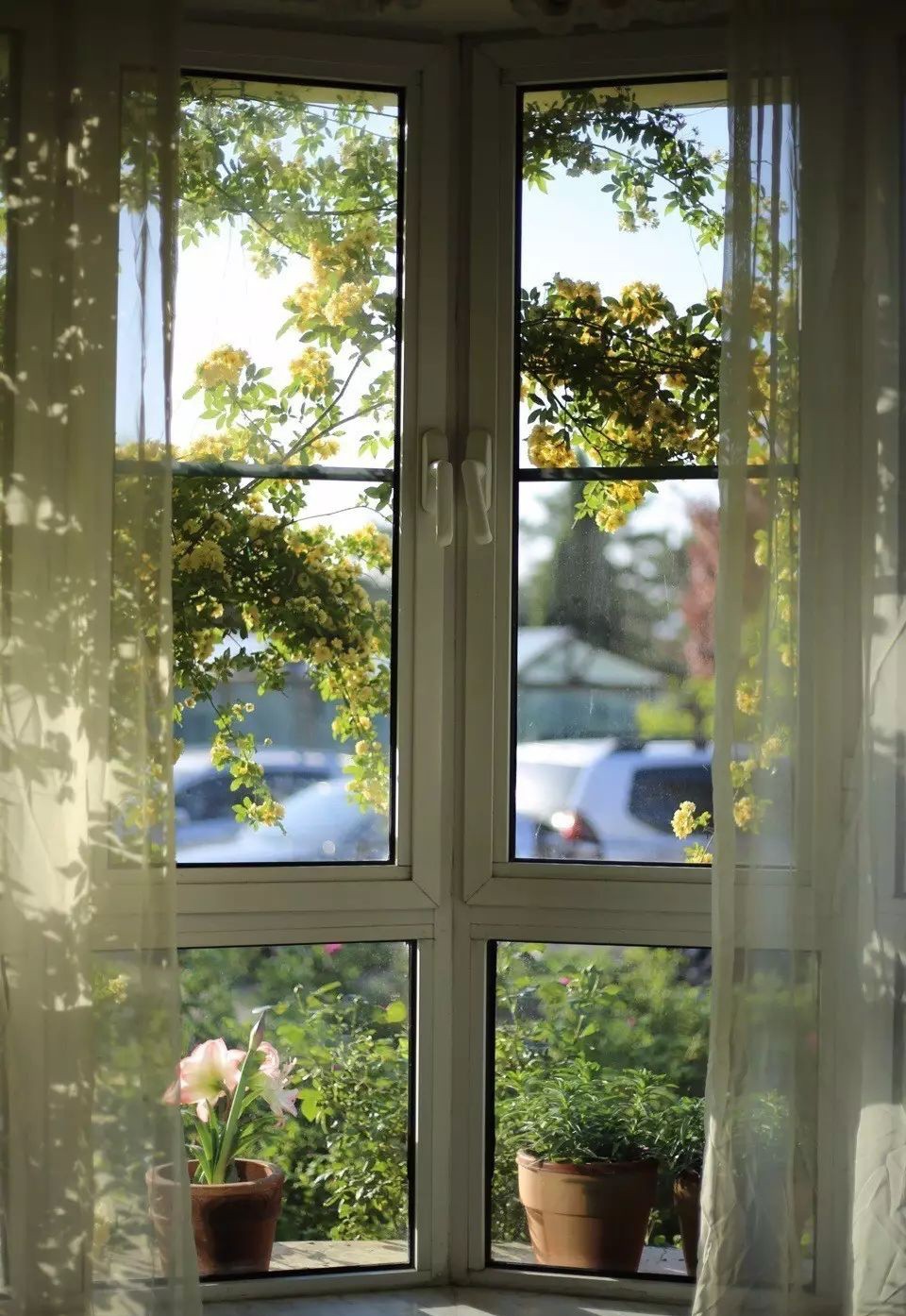 Ngôi nhà tràn ngập sắc hoa hồng ở thị trấn nhỏ của cô gái dành cả thanh xuân chỉ để trồng hoa làm đẹp nhà