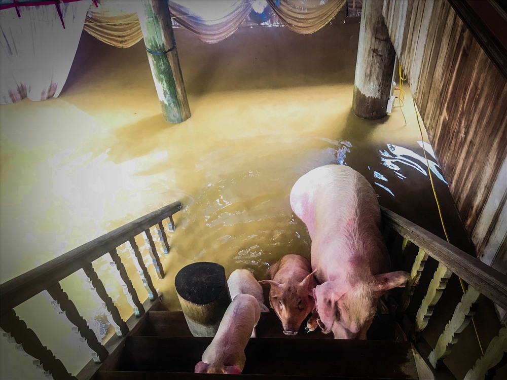 Nỗi buồn đám cưới ngày lũ: Vợ ơi, anh không đón vợ được rồi!