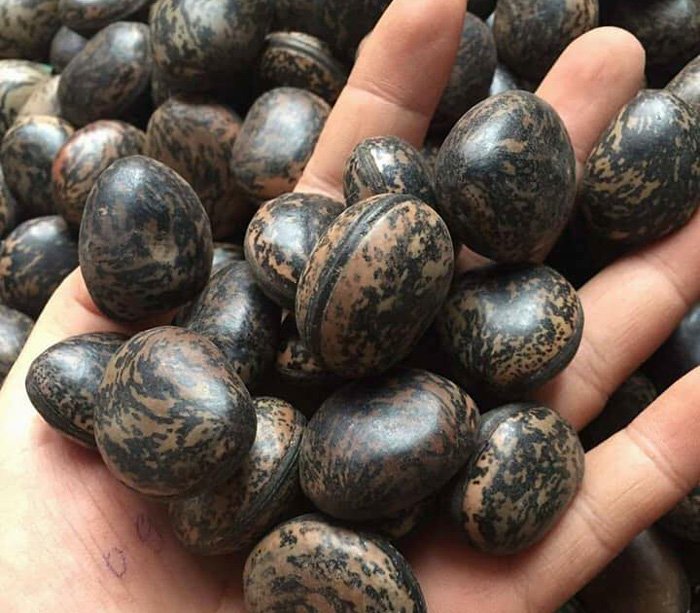 Đậu Lào 6 triệu/kg: Tin lời thần dược, lùng mua từng hạt