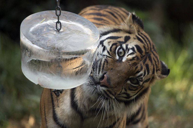 Người dân Nhật, Hàn chật vật trong ngày nắng nóng 41 độ