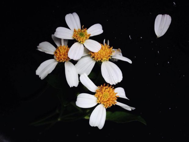 Đằng sau bức ảnh hoa xuyến chi nghìn like khiến dân sống ảo nể phục