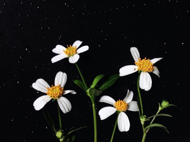 Đằng sau bức ảnh hoa xuyến chi nghìn like khiến dân sống ảo nể phục