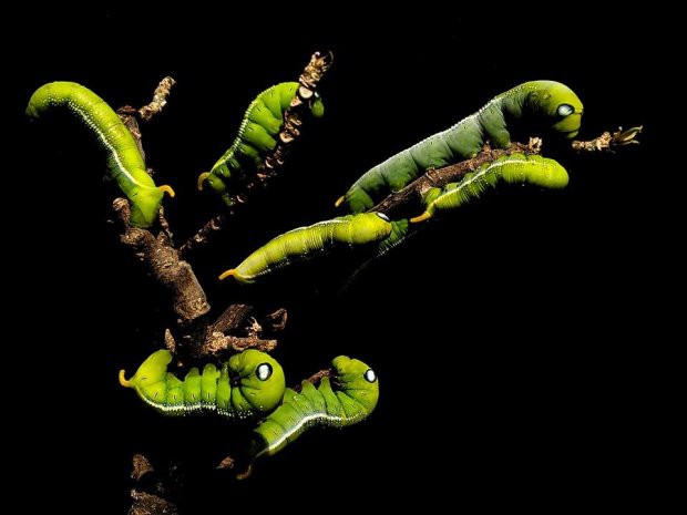 Đằng sau bức ảnh hoa xuyến chi nghìn like khiến dân sống ảo nể phục