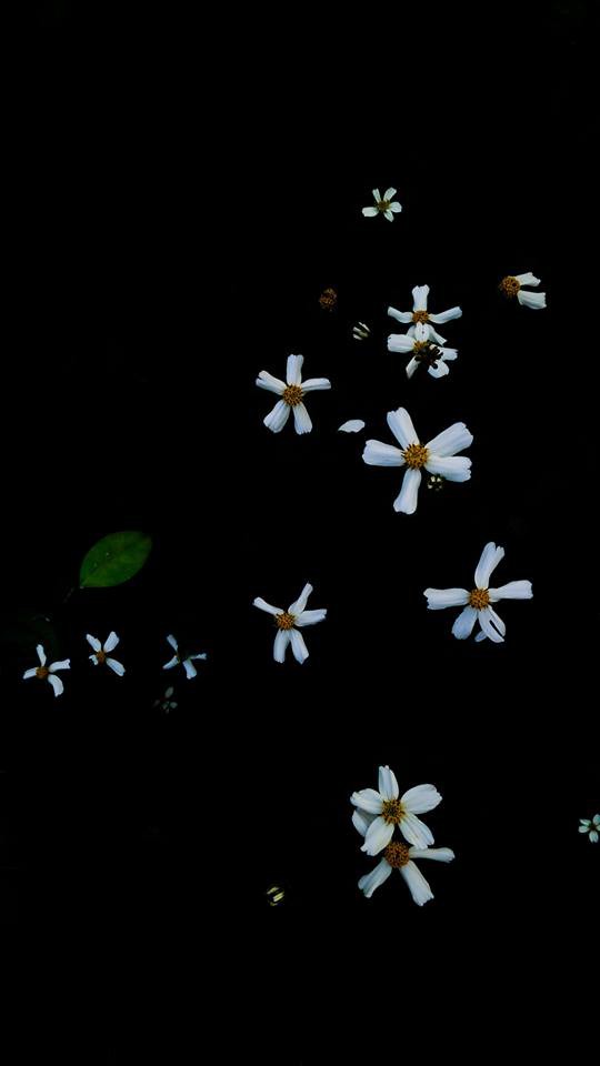 Đằng sau bức ảnh hoa xuyến chi nghìn like khiến dân sống ảo nể phục