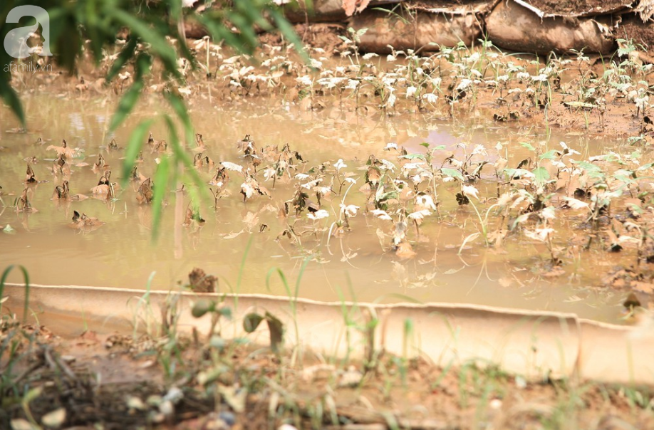 Hà Nội: Nước sông Hồng dâng cao, nông dân trồng đào lo ngay ngáy vì hàng nghìn gốc đào bị ngập úng