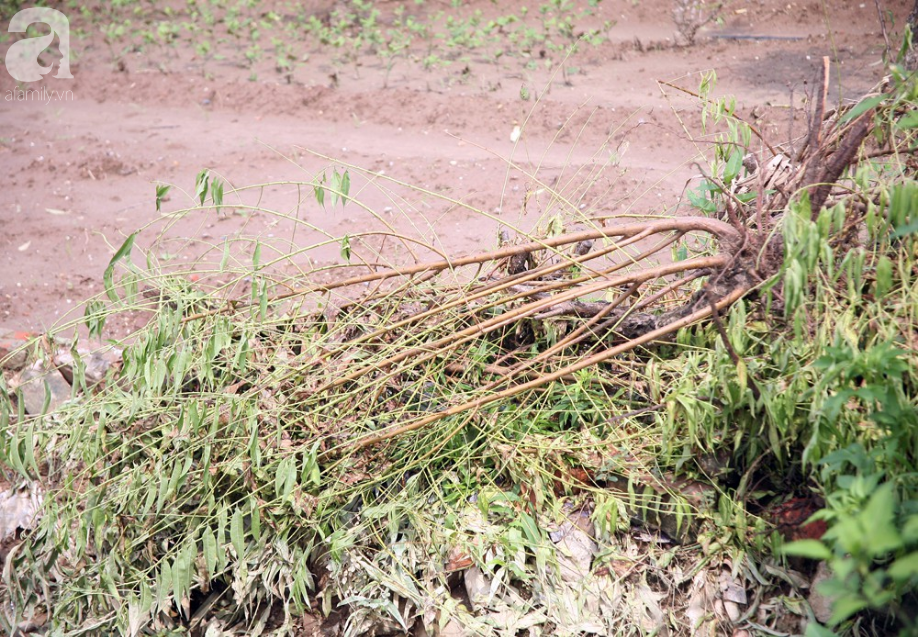 Hà Nội: Nước sông Hồng dâng cao, nông dân trồng đào lo ngay ngáy vì hàng nghìn gốc đào bị ngập úng
