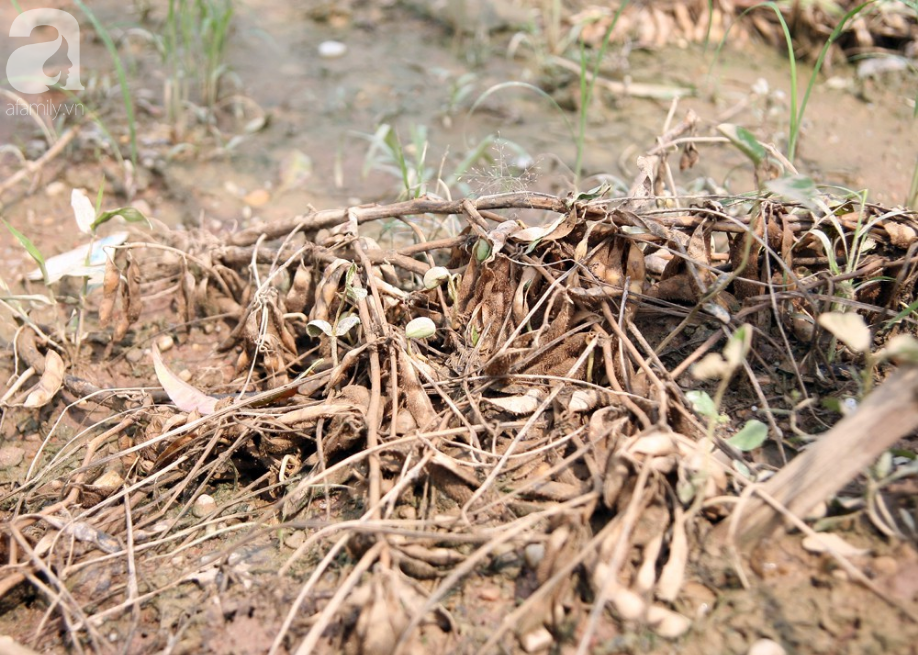 Hà Nội: Nước sông Hồng dâng cao, nông dân trồng đào lo ngay ngáy vì hàng nghìn gốc đào bị ngập úng