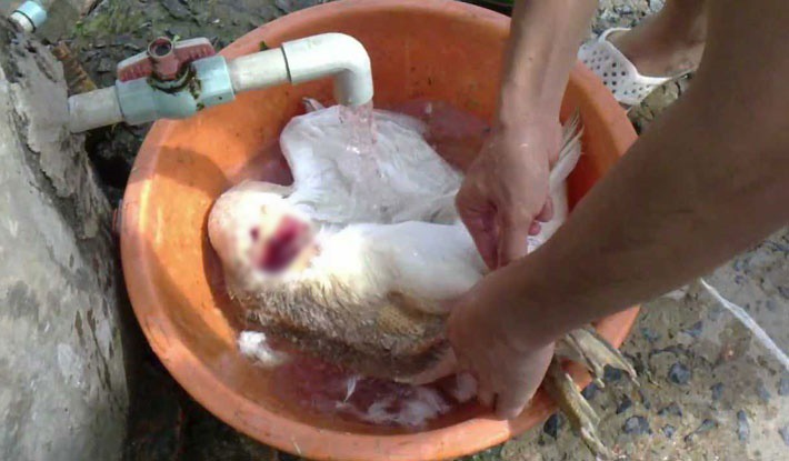 Chứng kiến con gái trổ tài mổ ngan, mẹ vẫn thắc mắc: Không hiểu tại sao chồng mày nó lại dám lấy mày