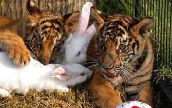 Ném thỏ vào chuồng hổ làm mồi, điều khó tin xuất hiện Ném thỏ vào chuồng hổ làm mồi, điều khó tin xuất hiện