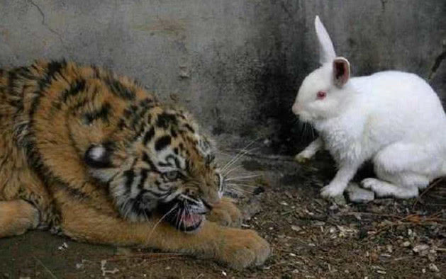 Ném thỏ vào chuồng hổ làm mồi, điều khó tin xuất hiện Ném thỏ vào chuồng hổ làm mồi, điều khó tin xuất hiện