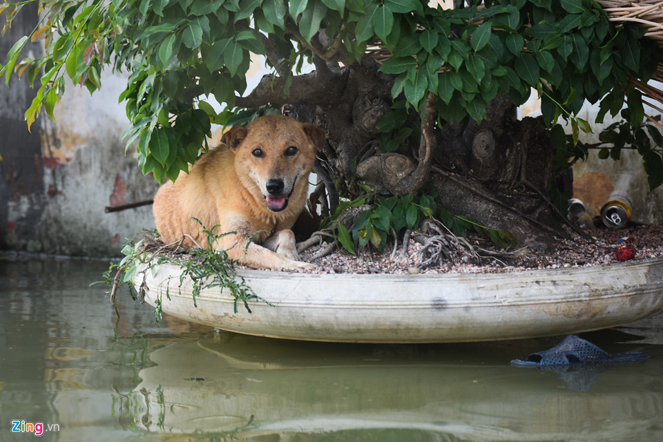 Hơn 800 hộ ở Hà Nội vẫn bị cô lập trong nước lũ, dân bơi trước cửa nhà