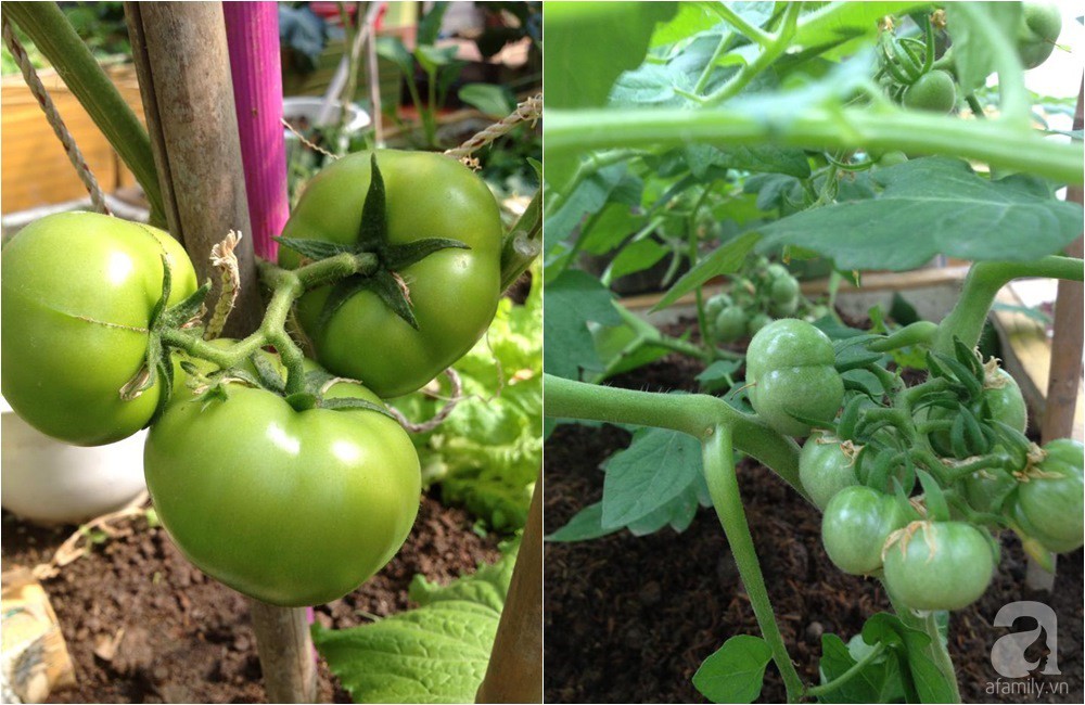 Khu vườn trồng rau sạch quy củ như một trang trại thật sự trên sân thượng của bà mẹ 2 con ở Hải Phòng