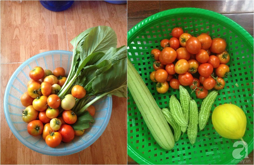 Khu vườn trồng rau sạch quy củ như một trang trại thật sự trên sân thượng của bà mẹ 2 con ở Hải Phòng