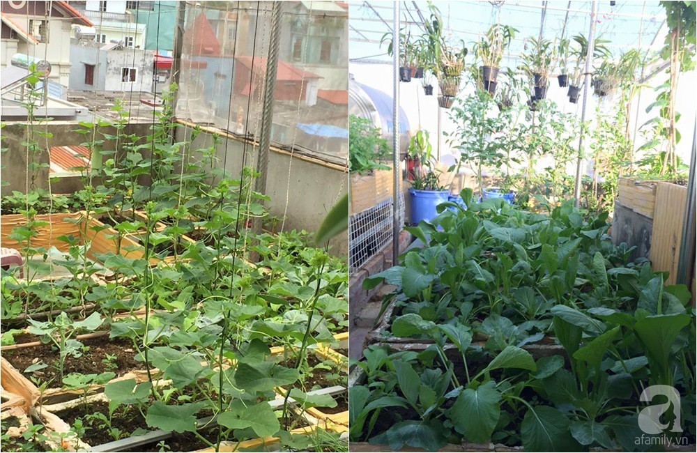 Khu vườn trồng rau sạch quy củ như một trang trại thật sự trên sân thượng của bà mẹ 2 con ở Hải Phòng