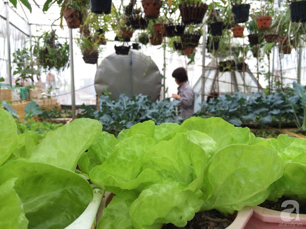 Khu vườn trồng rau sạch quy củ như một trang trại thật sự trên sân thượng của bà mẹ 2 con ở Hải Phòng