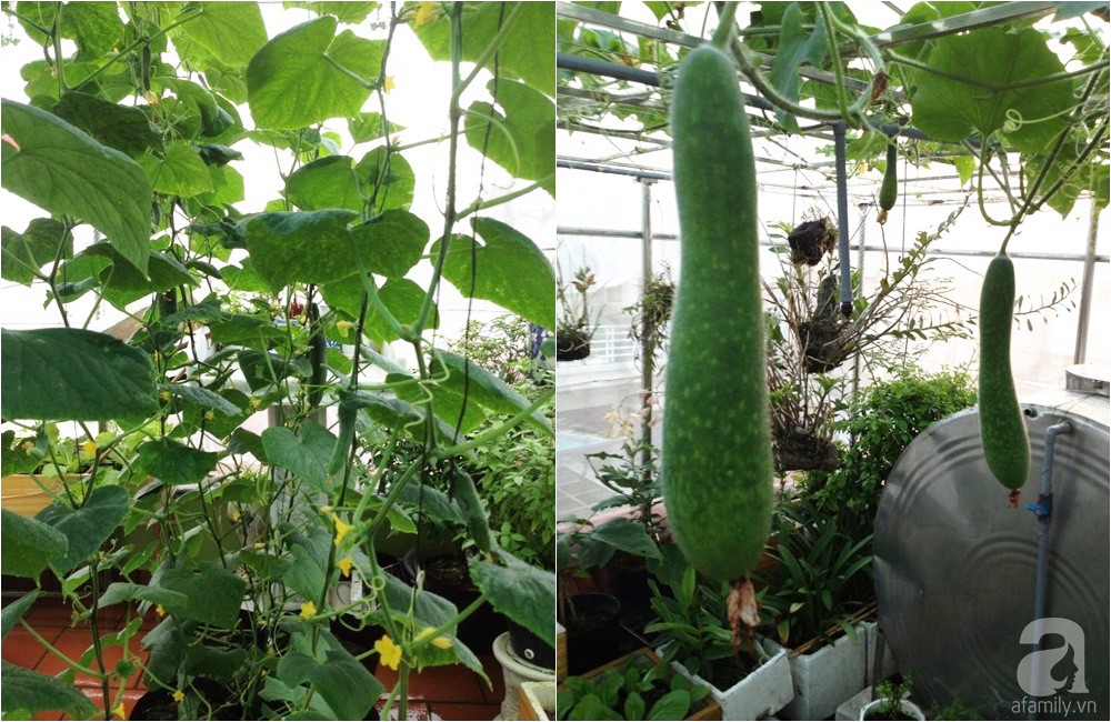 Khu vườn trồng rau sạch quy củ như một trang trại thật sự trên sân thượng của bà mẹ 2 con ở Hải Phòng