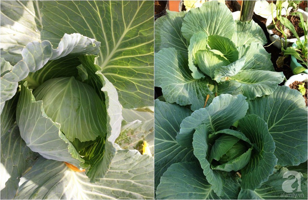 Khu vườn trồng rau sạch quy củ như một trang trại thật sự trên sân thượng của bà mẹ 2 con ở Hải Phòng