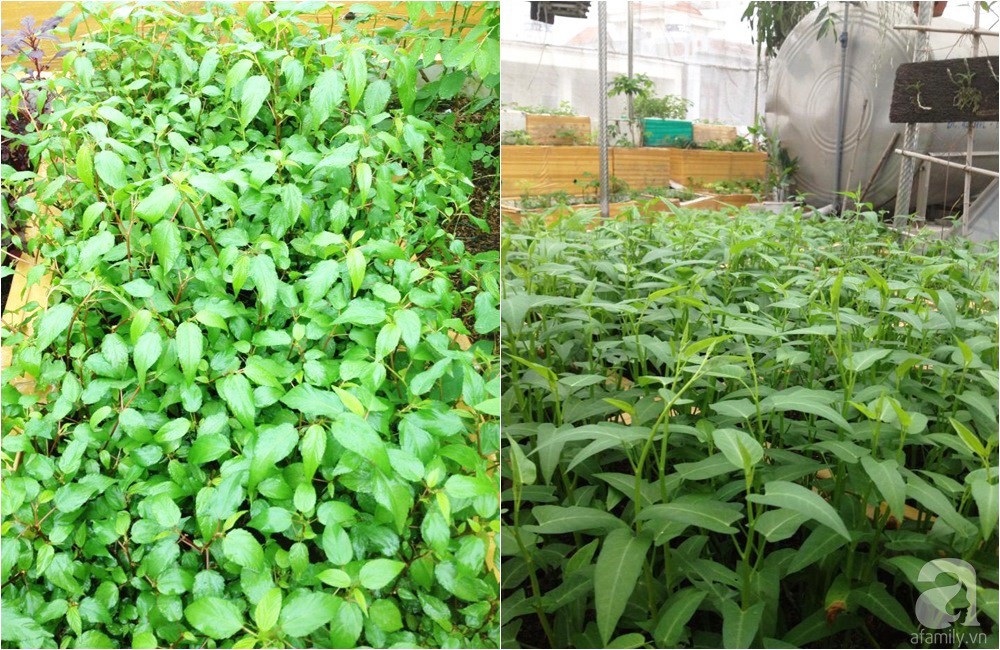 Khu vườn trồng rau sạch quy củ như một trang trại thật sự trên sân thượng của bà mẹ 2 con ở Hải Phòng Khu vườn trồng rau sạch quy củ như một trang trại thật sự trên sân thượng của bà mẹ 2 con ở Hải Phòng