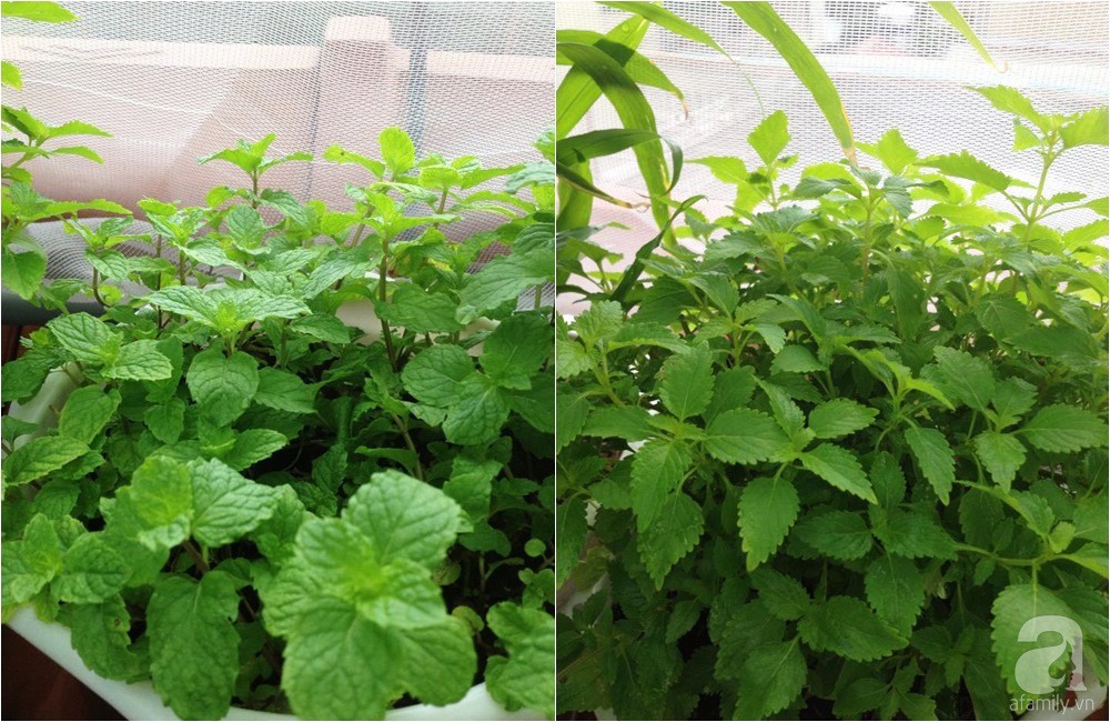 Khu vườn trồng rau sạch quy củ như một trang trại thật sự trên sân thượng của bà mẹ 2 con ở Hải Phòng