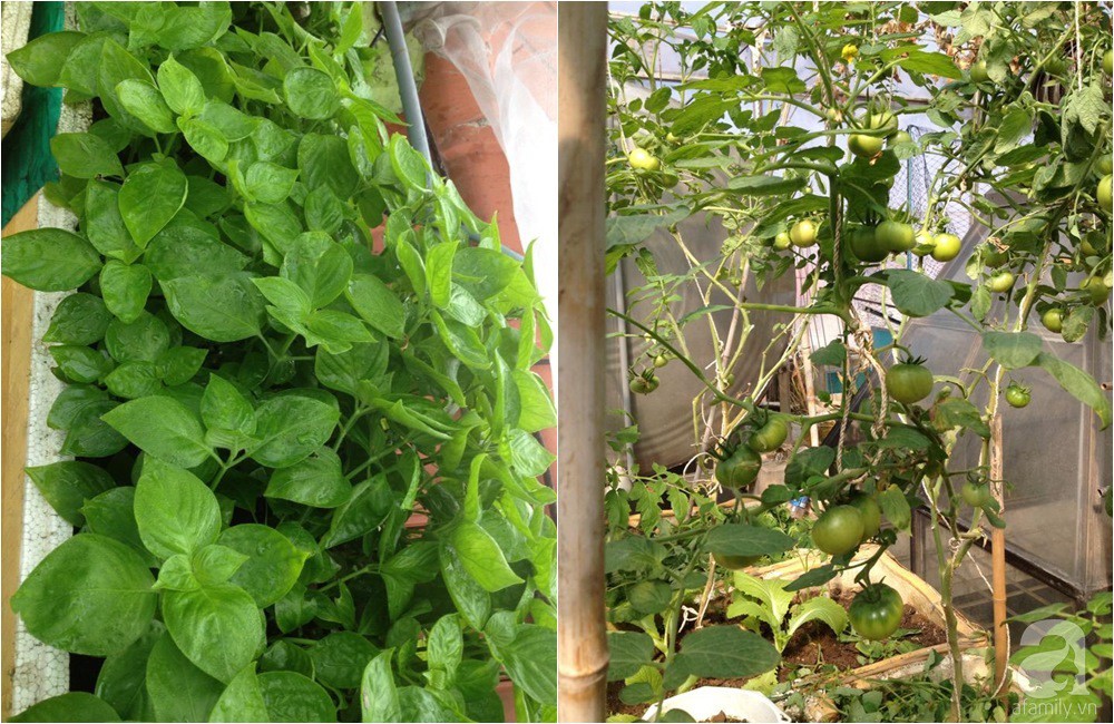 Khu vườn trồng rau sạch quy củ như một trang trại thật sự trên sân thượng của bà mẹ 2 con ở Hải Phòng Khu vườn trồng rau sạch quy củ như một trang trại thật sự trên sân thượng của bà mẹ 2 con ở Hải Phòng