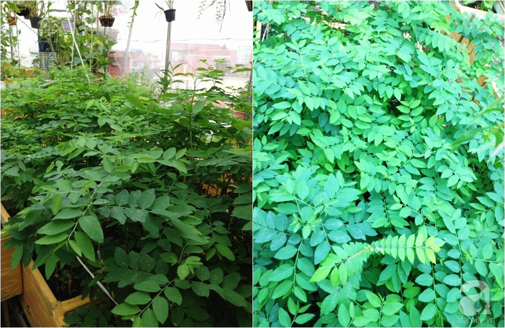 Khu vườn trồng rau sạch quy củ như một trang trại thật sự trên sân thượng của bà mẹ 2 con ở Hải Phòng