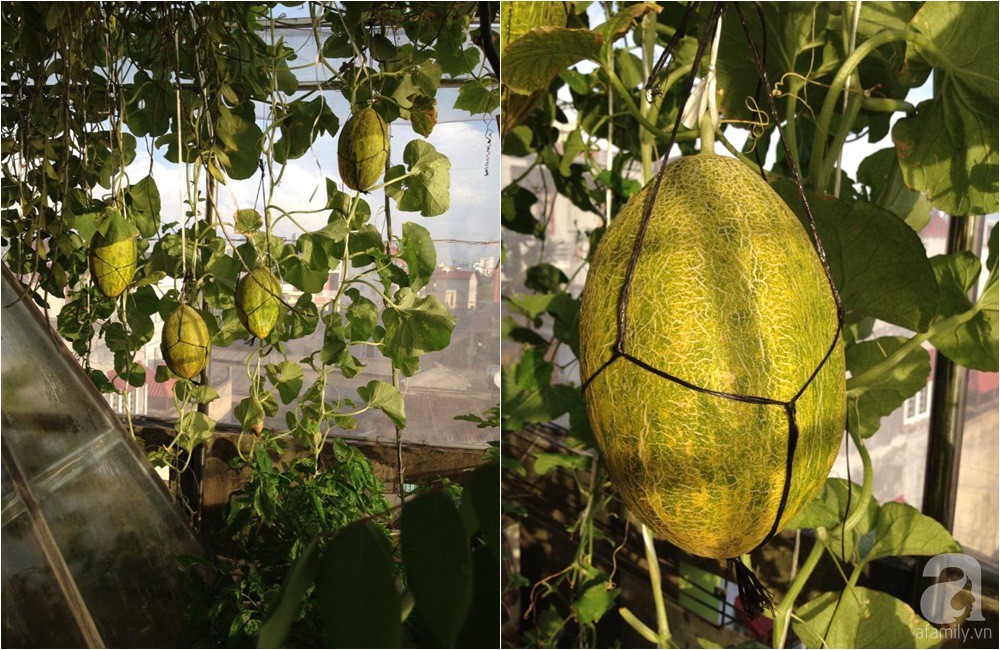 Khu vườn trồng rau sạch quy củ như một trang trại thật sự trên sân thượng của bà mẹ 2 con ở Hải Phòng