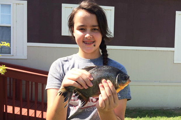 Sốc khi bắt được cá có bộ răng giống hệt người