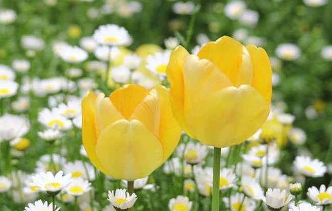 Thứ Sáu của bạn (27/7): Xử Nữ quyết liệt đến không ngờ