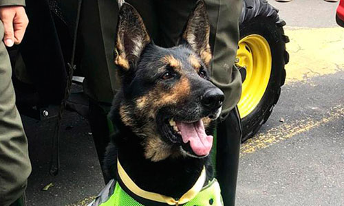 Chó nghiệp vụ Colombia bị băng đảng ma túy treo giá hơn 65.000 USD